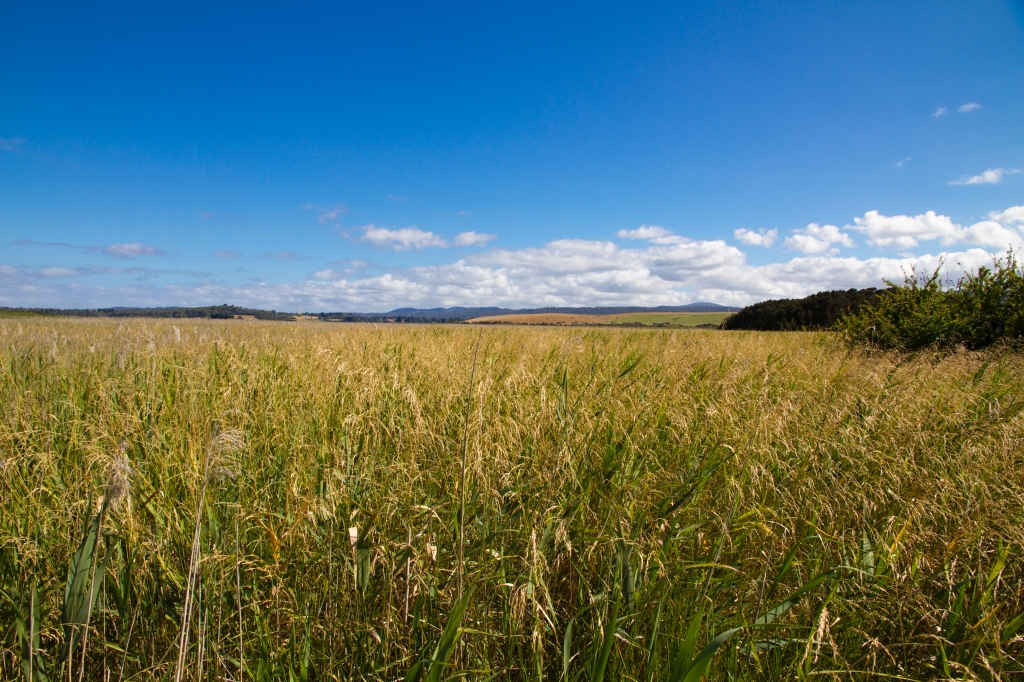 02 - Tamar island (5).jpg